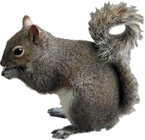 Squirrel Control In Gainesville Florida Squirrel Removal In Gainesville Florida