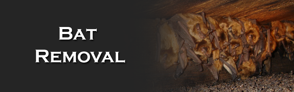Premier Pest & Wildlife Control