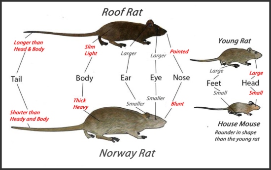 Rodent Control In Gainesville Florida